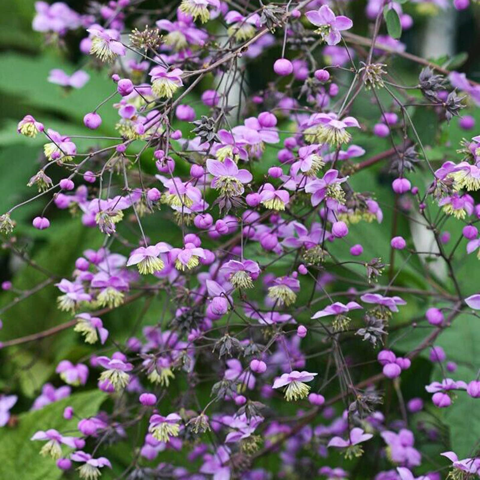 Thalictrum Flower Seeds â€“ Heirloom, Non-GMO Seeds for Planting Delicate Airy Blooms for planting in home garden
