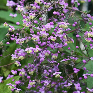 Thalictrum Flower Seeds â€“ Heirloom, Non-GMO Seeds for Planting Delicate Airy Blooms