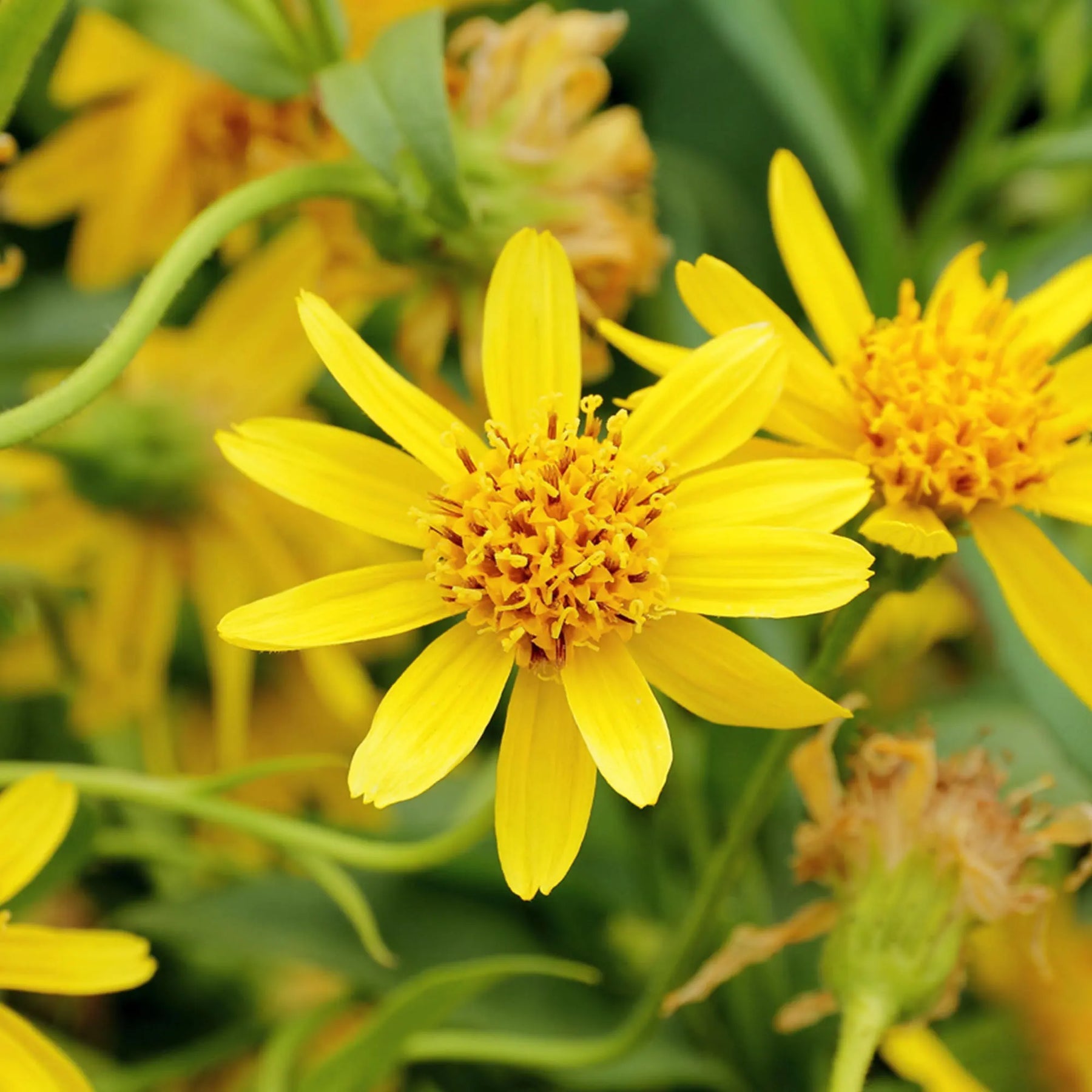 Heirloom Non-GMO Yellow Arnica Montana Flower Seeds for Medicinal and Mountain Garden Planting for planting in home garden