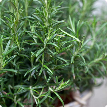 Aromatic Herb Rosemary Heirloom Non-GMO Seeds for Planting