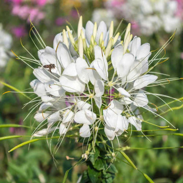 White Cleome Flower Seeds for Planting – Heirloom, Non-GMO Flower Seeds