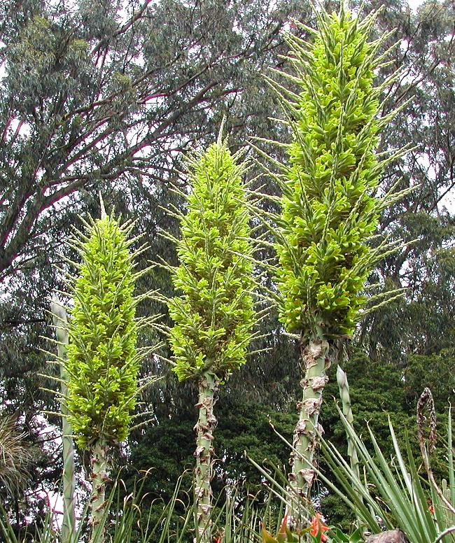 Heirloom Non-GMO Puya Plant Seeds for planting in home garden