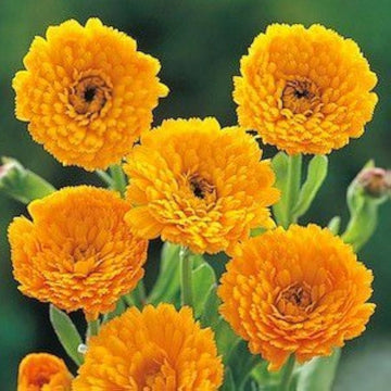 Yellow Flower Pot Seeds for Planting - NON GMO Seeds