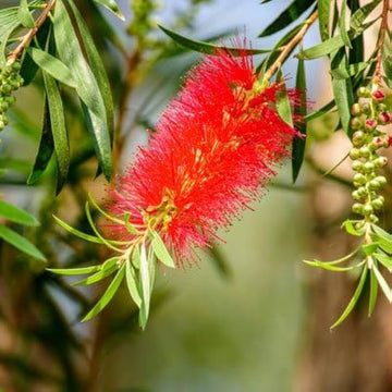 Heirloom Non-GMO Callistemon Flower Seeds for Vibrant Red Bottlebrush Garden Planting