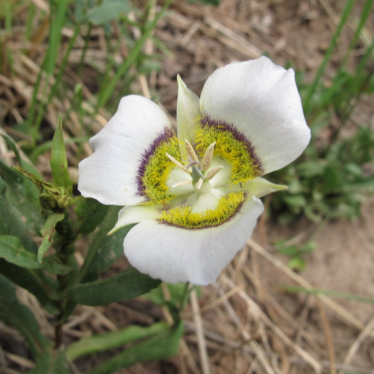 Seeds (Seeds scientific name) for planting in garden