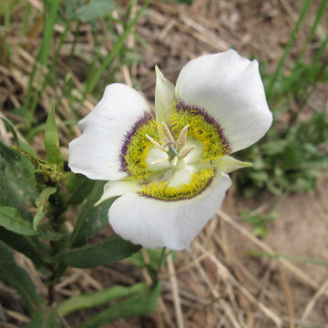 Gunnisonii Seeds for Planting – Organic, Heirloom, Non-GMO Flower Seeds