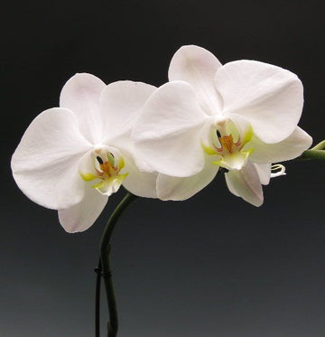 White Butterfly Orchid Seeds for Planting | Organic, Heirloom, Non-GMO Flower Seeds