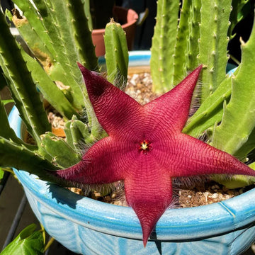 Stapelia Red Flower Seeds for Planting – Organic, Heirloom, Non-GMO Starfish Cactus Seeds