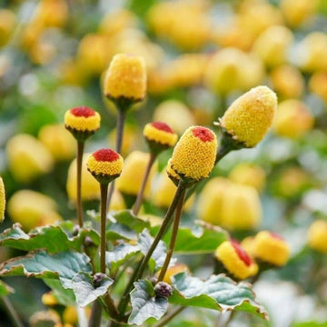 Acmella Oleracea Seeds for Planting - NON GMO Seeds