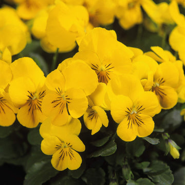 Heirloom Non-GMO Yellow Viola Flower Seeds for Planting – Bright Blooming Flower Seeds