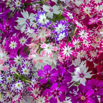 Organic Mixed Twinkle Star Flower Seeds for Planting – Heirloom, Non-GMO
