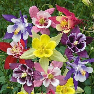 Mixed Columbine Flower Seeds – Heirloom Non-GMO Perennial Blooms for Cottage Garden Planting