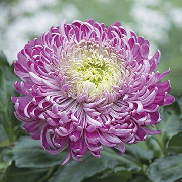 Organic Purple White Chrysanthemum Flower Seeds for Planting – Heirloom, Non-GMO