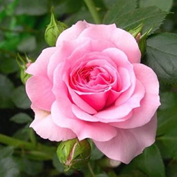 Pink Rose Heirloom Non-GMO Seeds for Planting