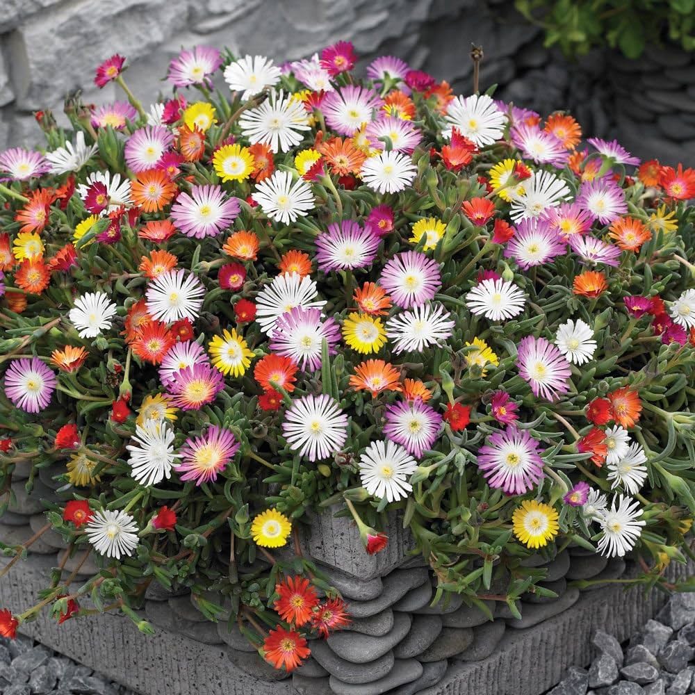 Plant (Plant scientific name) for planting in garden