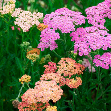 Organic Mixed Achillea Flower Seeds for Planting – Heirloom, Non-GMO