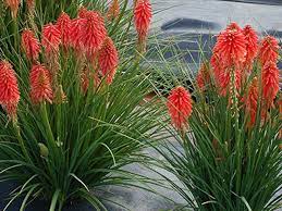 Heirloom Non-GMO Red Kniphofia Flower Seeds for Planting – Striking Torch-Lily Blooming Seeds seeds for planting in home garden