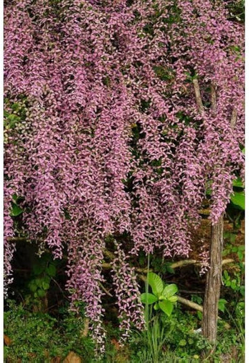 Shower Orchid (Congea Tomentosa) flower seeds – heirloom, non-GMO seeds for planting