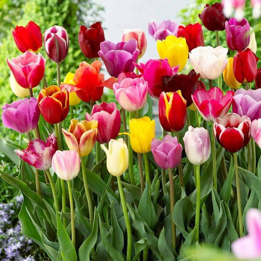 Heirloom Colorful Mixed Tulip Flower Seeds for Planting for planting in home garden