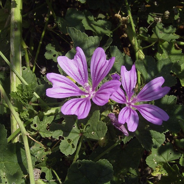 Heirloom Non-GMO Mauve Flower Seeds for Elegant and Colorful Garden Planting for planting in home garden