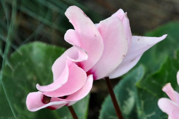 Heirloom Pale Pink Cyclamen Flower Seeds for Planting, Non-GMO