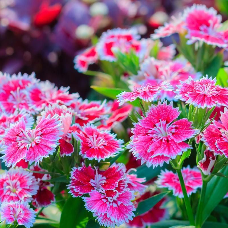 Heirloom Non-GMO Dianthus Flower Seeds for Charming Garden Borders and Fragrant Planting for planting in home garden