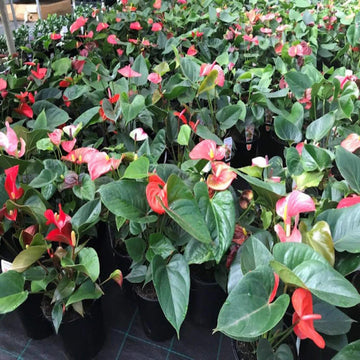 Multi-Colour Anthurium Flower Seeds for Planting Tropical - Non GMO seeds