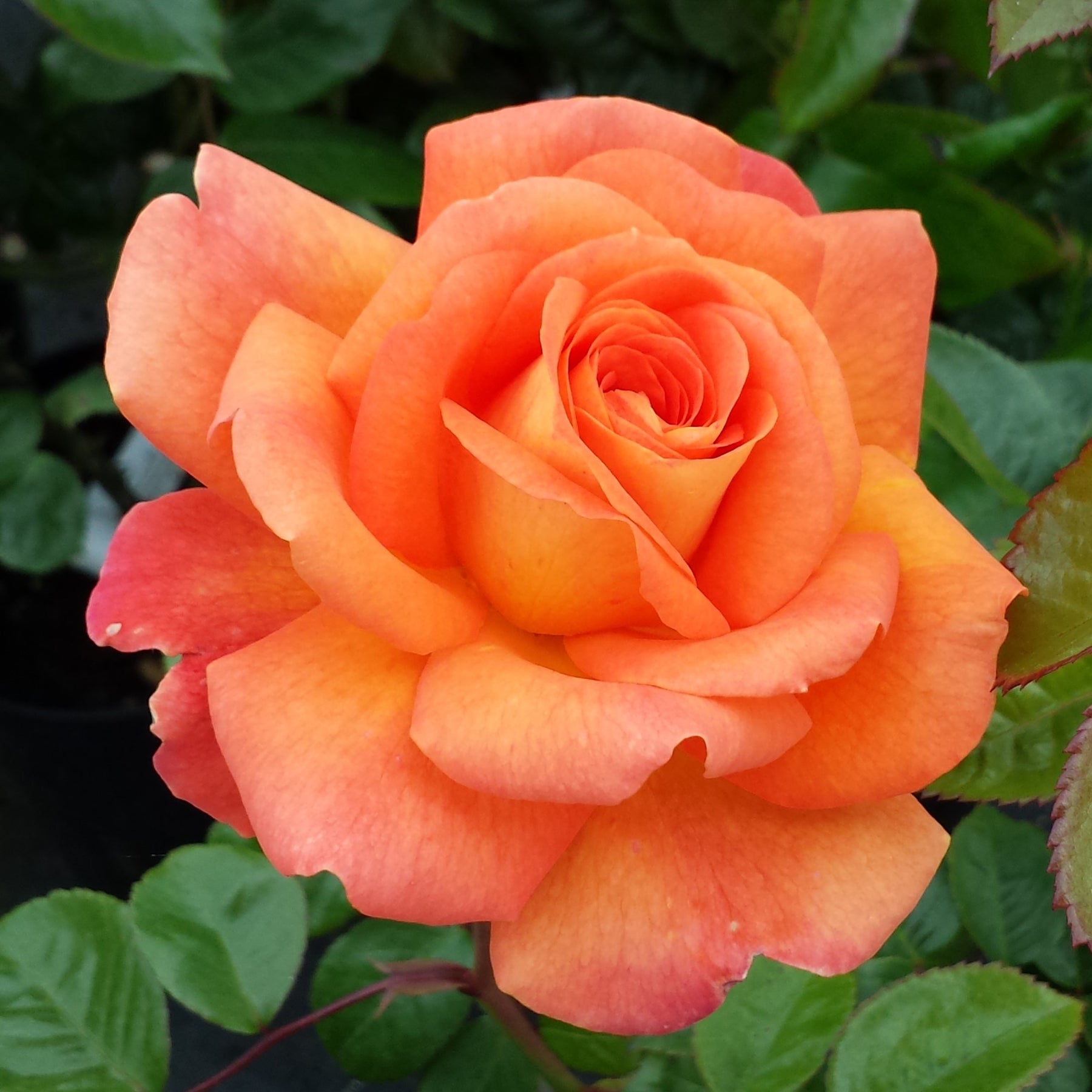 Orange Promise Rose Plant Seeds for Planting - Heirloom Non-GMO Garden Seeds for Growing seeds for planting in home garden
