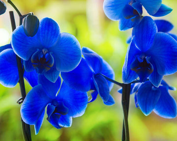 Organic Deep Blue Phalaenopsis Orchid Seeds for Planting – Heirloom, Non-GMO Seeds