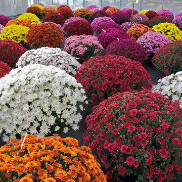 Heirloom Non-GMO Chrysanthemum Flower Seeds – Fall Color Blooms for Garden Planting