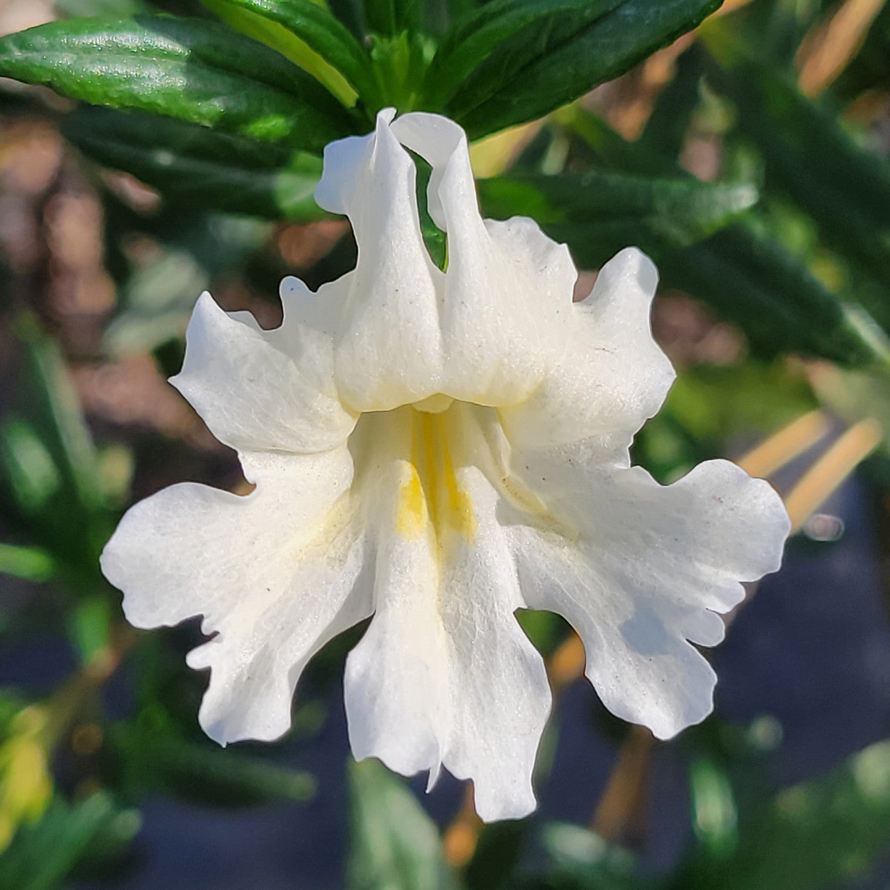 White Mimulus Flower Seeds for Planting - 100 pcs seeds for planting in home garden