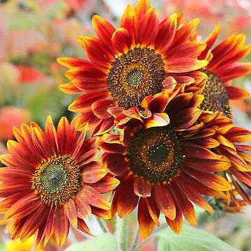 Orange Red Sunflower Seeds for Planting – Bright Blooms for Gardens, Pollinators & Decorative Use