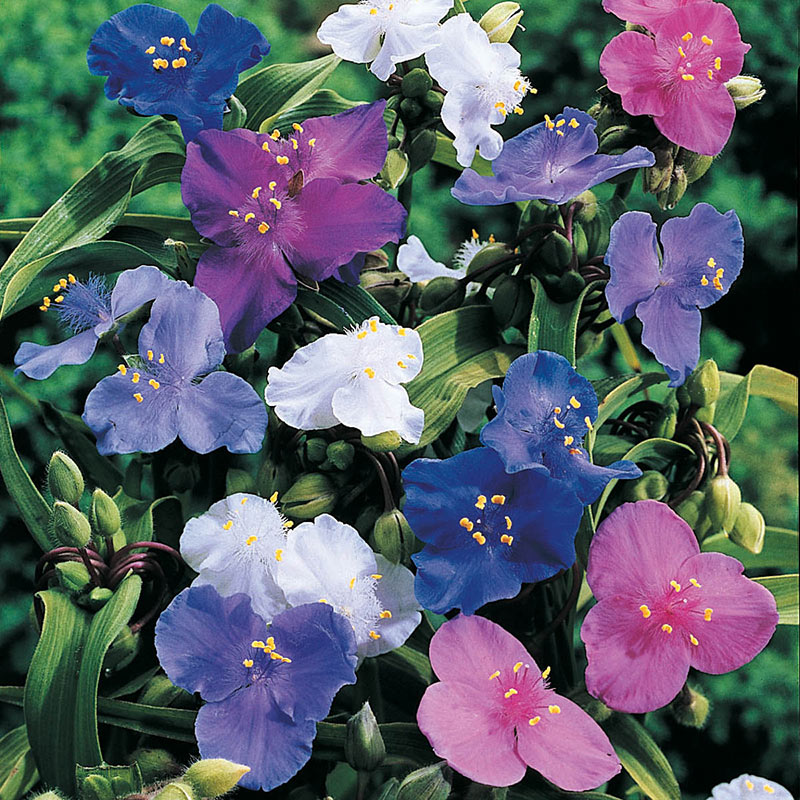 Spiderwort Shimmer Flower Seeds for planting in home garden