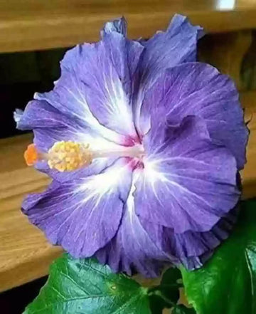Blue & White Dual-Tone Hibiscus Heirloom Non-GMO Seeds for Planting