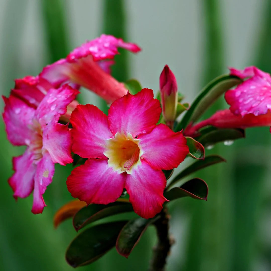 Adenium (Adenium scientific name) for planting in garden