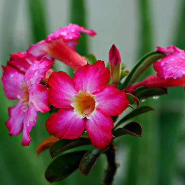 Pink Adenium Flower Seeds for Planting - 100 Pcs pcs