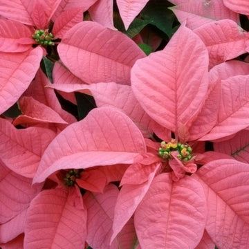 Heirloom Light Pink Euphorbia Pulcherrima Flower Seeds for Planting, Non-GMO