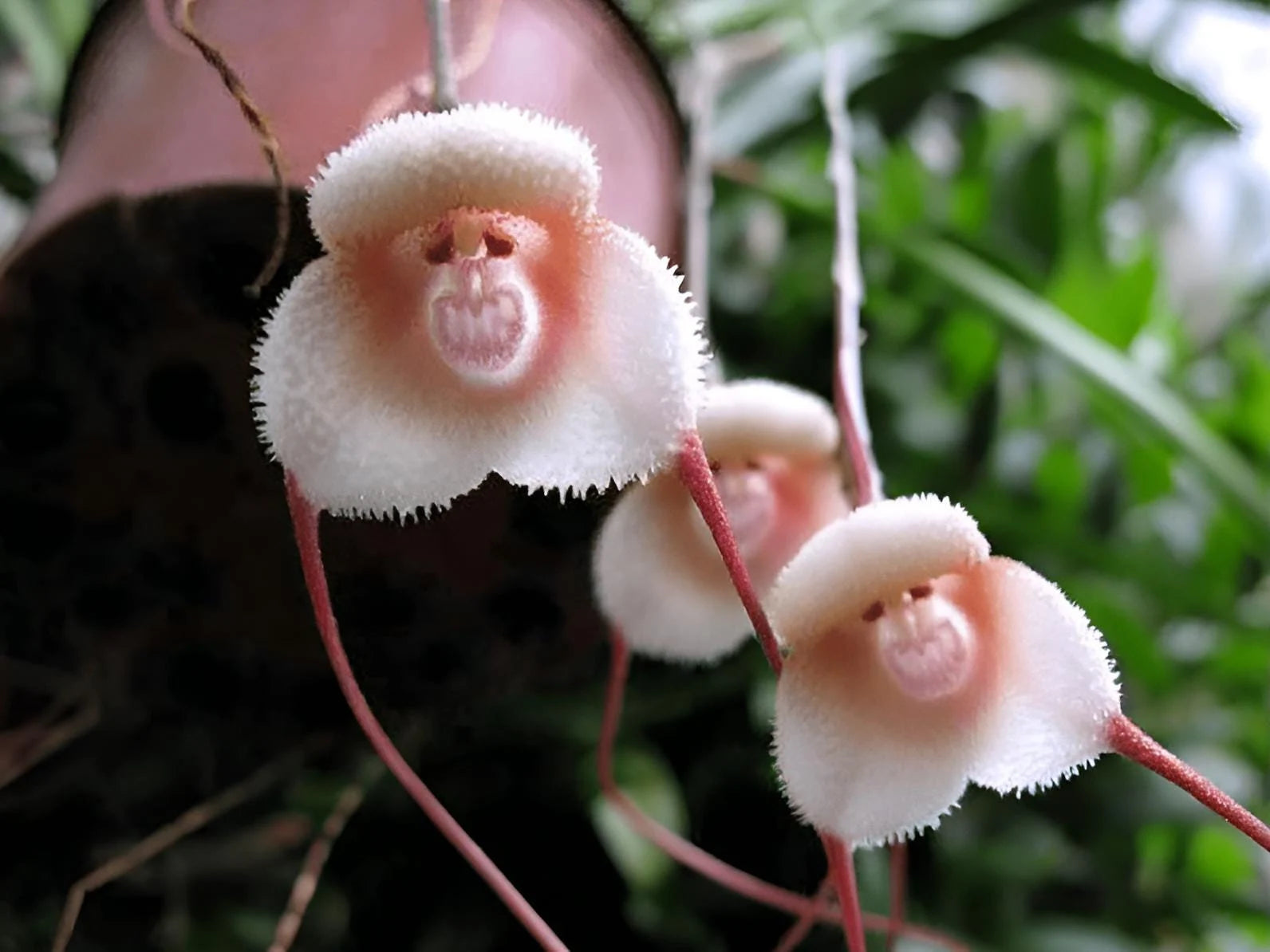Heirloom Peach Monkey Face Orchid Seeds for Planting- Heirloom and Non-GMO Seeds for Home Garden for planting in home garden