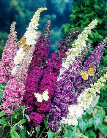Mix Buddleia Flower Seeds for Planting, NON GMO Seeds