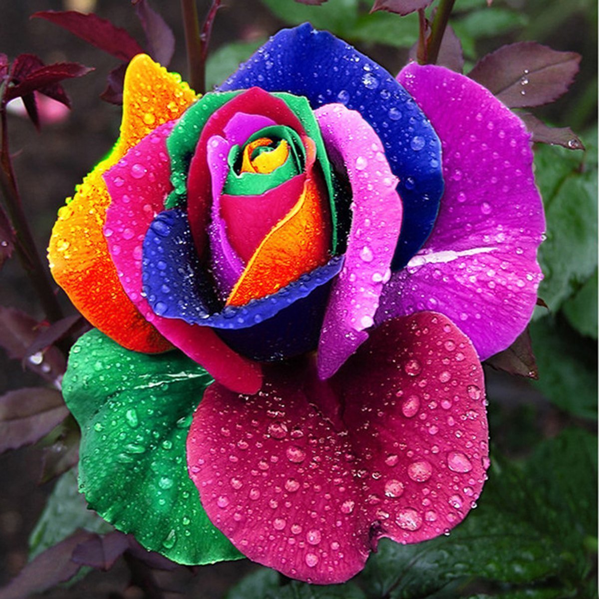 Multicolor Rose Plant Seeds for Garden - Heirloom Non-GMO Seeds for Planting and Growing seeds for planting in home garden