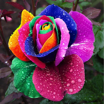Multicolor Rose Plant Seeds for Garden - Heirloom Non-GMO Seeds for Planting and Growing