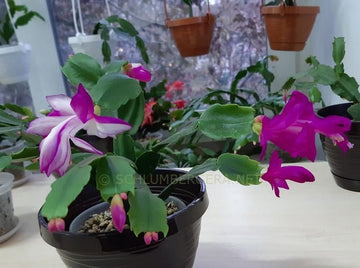 Heirloom Non-GMO Purple White Schlumbergera Plant Seeds for Garden Planting – Festive Cactus Blooms