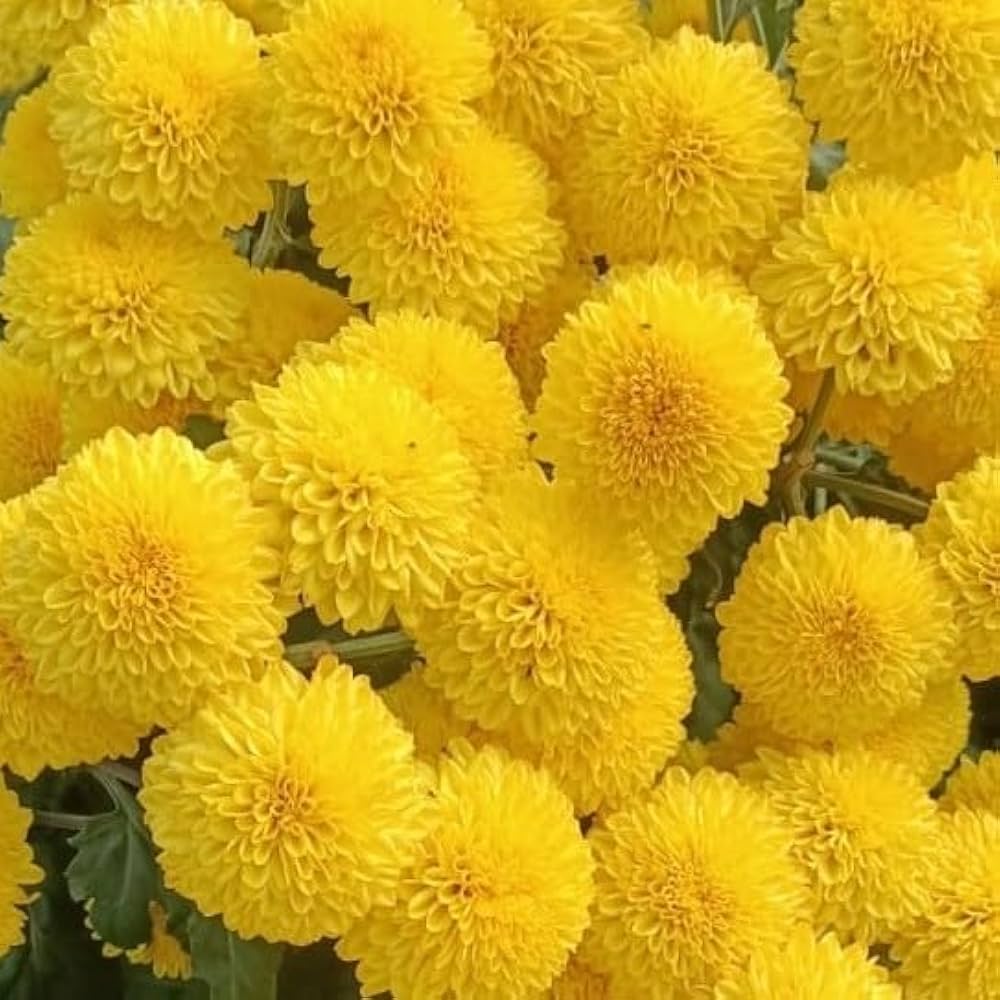 Heirloom Non-GMO Yellow Chrysanthemum Flower Seeds for planting in home garden