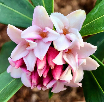 Daphne Seeds for Planting Organic, Heirloom, Non-GMO Flowering Shrub Seeds