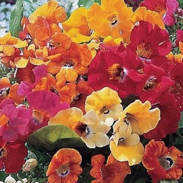 Mixed Nemesia Carnival Flower Seeds for Planting - NON GMO Seeds