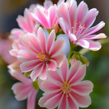 Heirloom Non-GMO Pink Lewisia Flower Seeds for Rock Gardens and Charming Bloom Displays