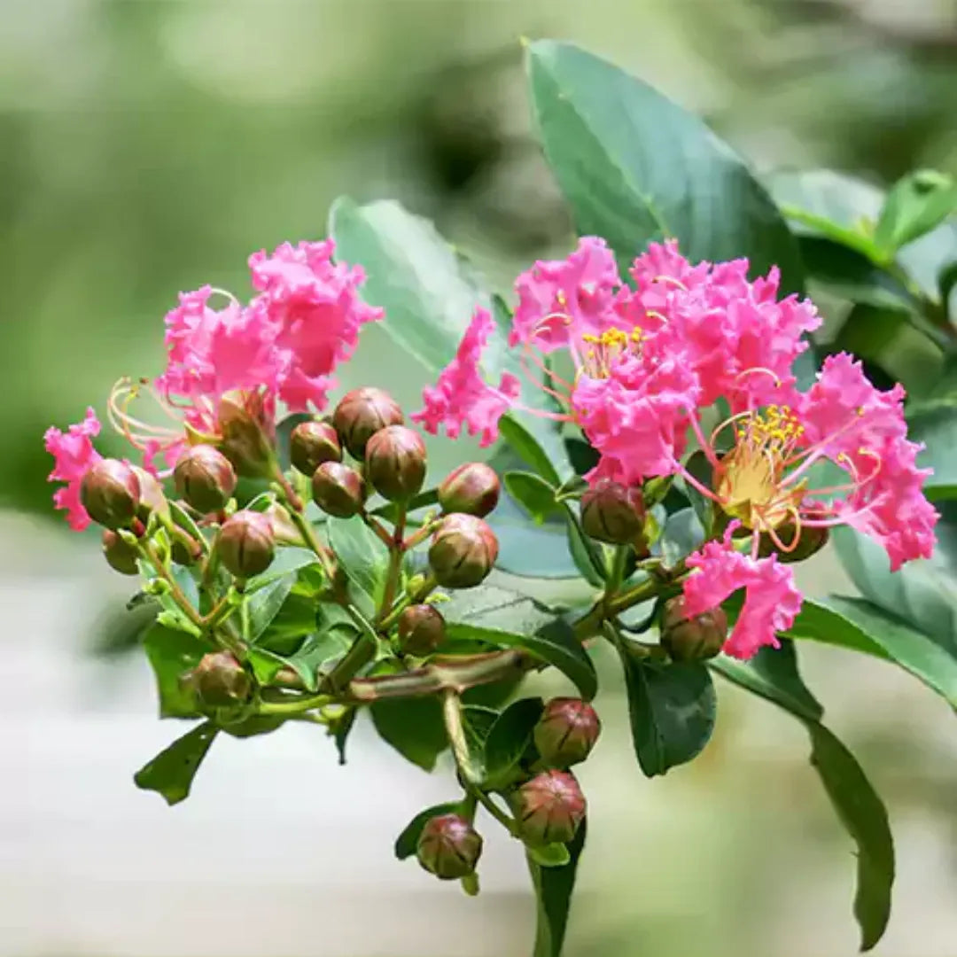 Pink Crape Myrtle Seeds for Planting - NON GMO Seeds seeds for planting in home garden