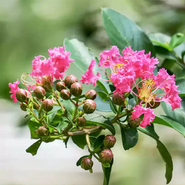 Pink Crape Myrtle Seeds for Planting - NON GMO Seeds