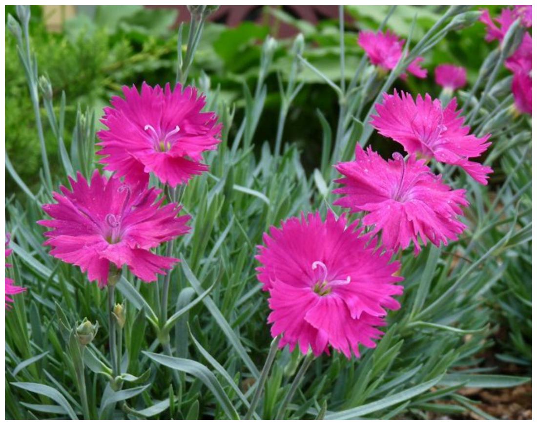 Pink Dianthus Flower Seeds for Planting, Fresh, NON GMO Seeds seeds for planting in home garden