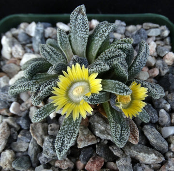 Organic Yellow Nananthus Plant Seeds for Planting – Heirloom, Non-GMO